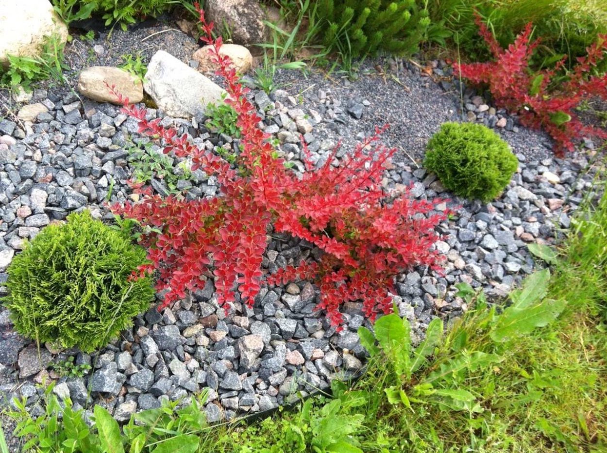 Миксбордер с барбарисом Тунберга