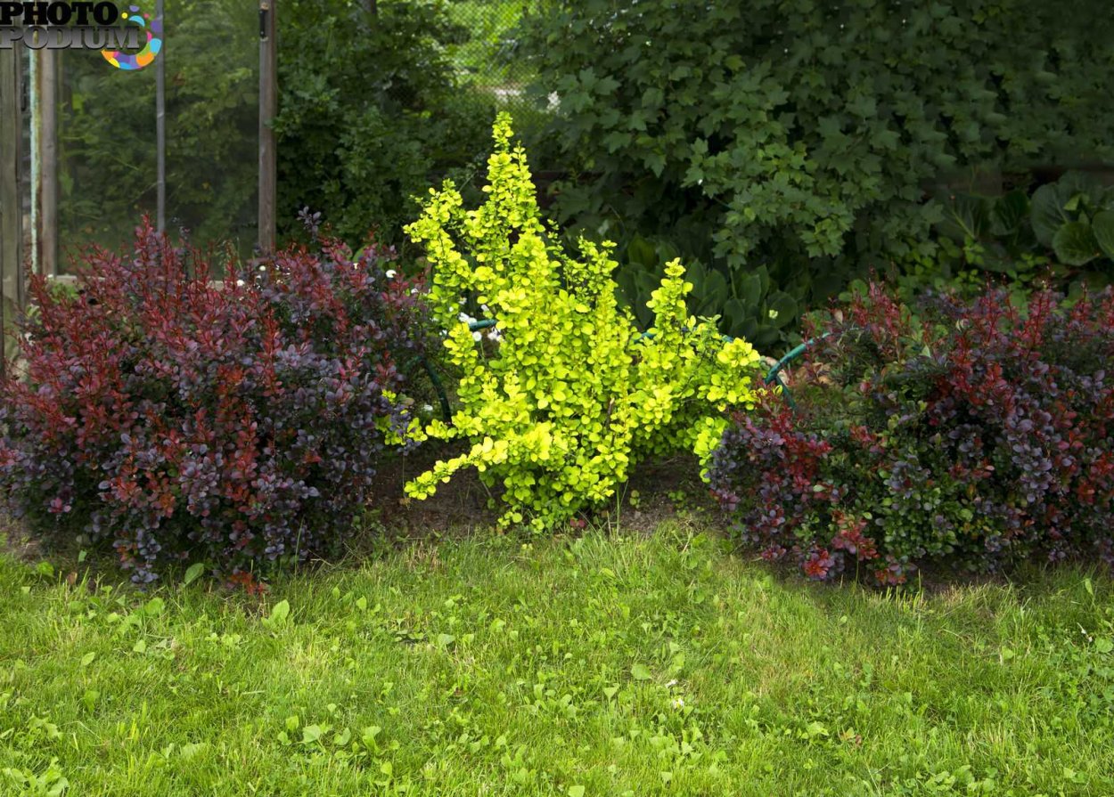 Пузыреплодник Барбарис дерен Живая изгородь