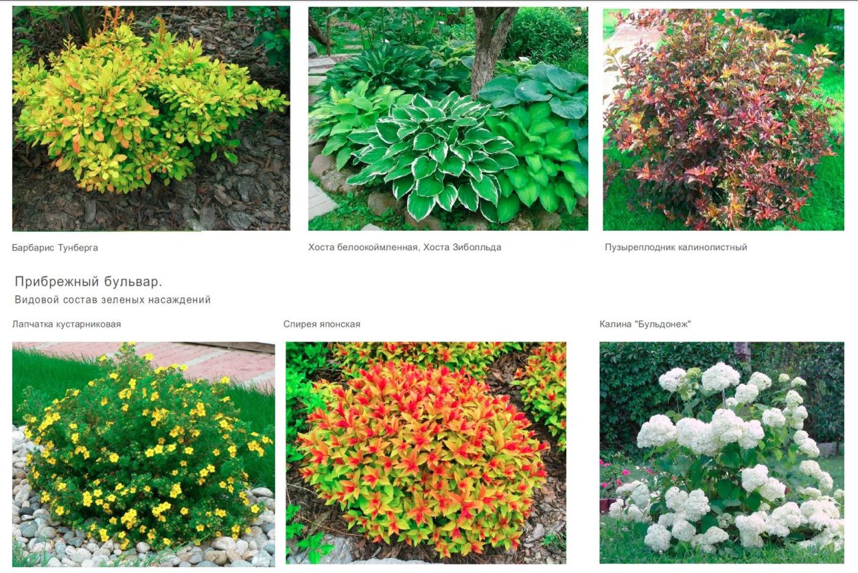 Миксбордер с барбарисом