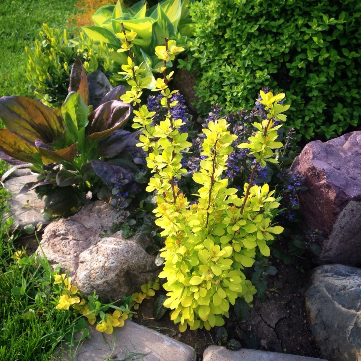 Клумба Волжанка астильба Хоста