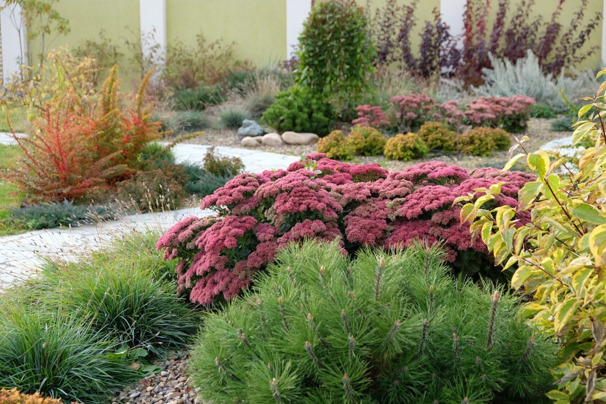 Барбарис Тунберга Голден рокет