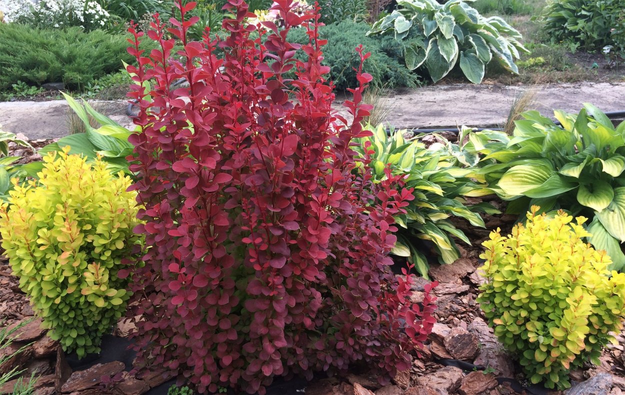 Барбарис.Тунберга рокарий