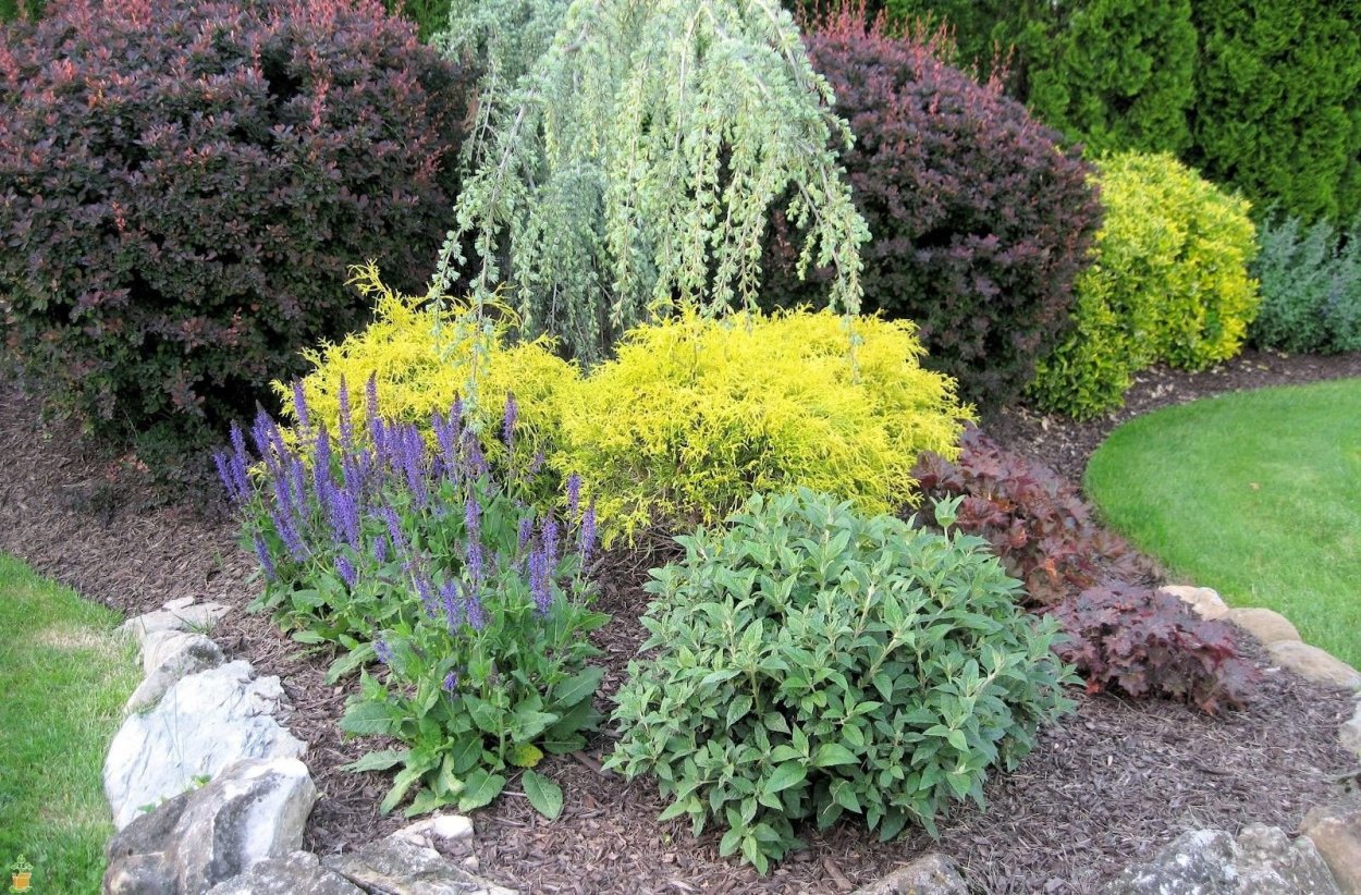 Сеслерия осенняя