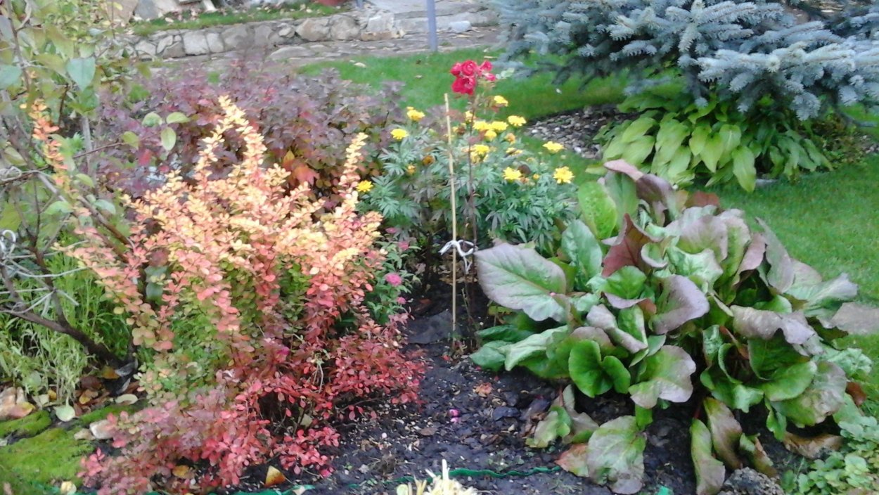 Барбарис, спирея, лапчатка