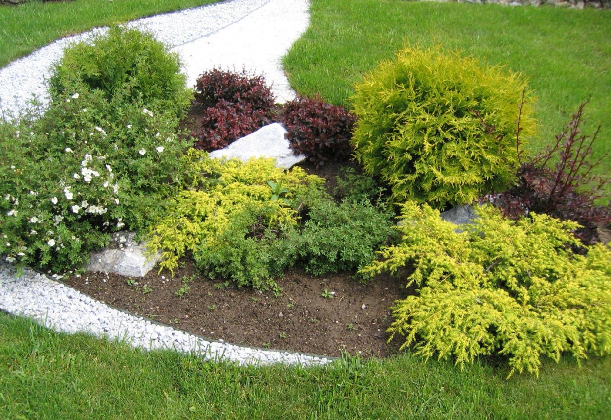 Барбарис Тунберга и можжевельник