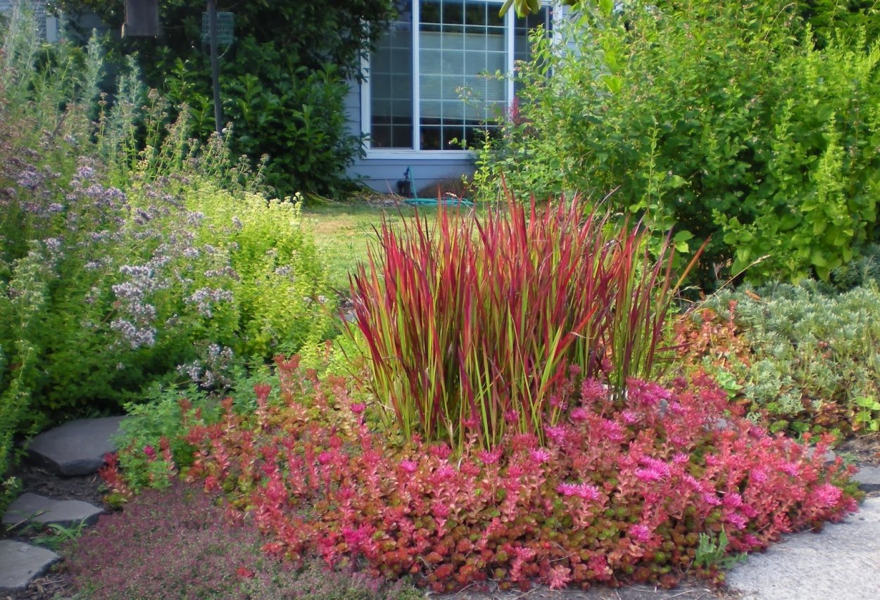 Барбарис Тунберга Harlequin