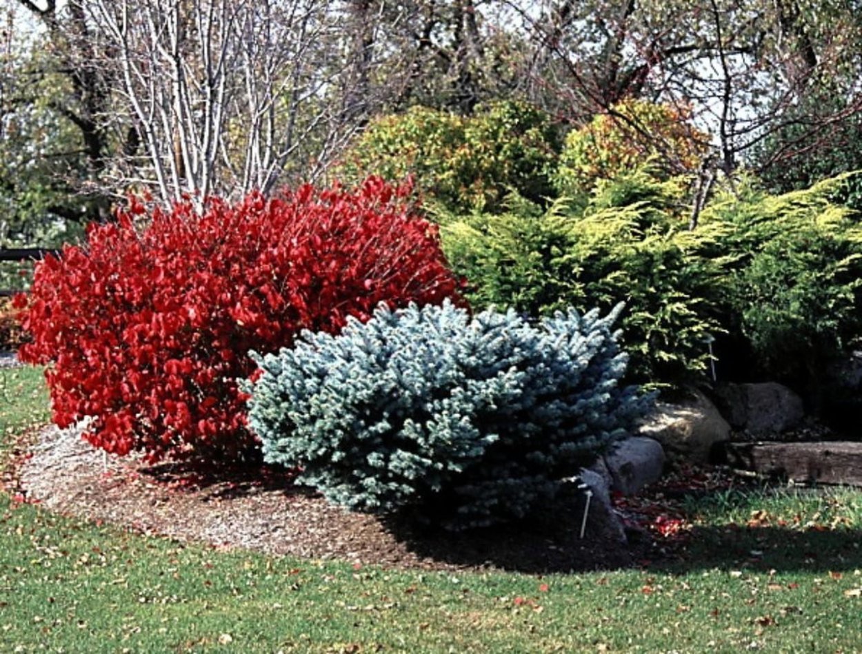 Туя Смарагд и Барбарис