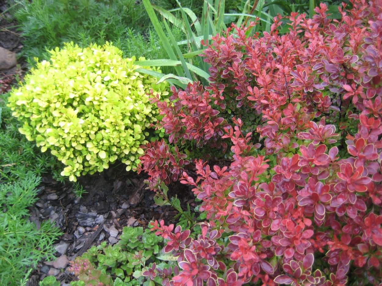 Барбарис Тунберга в саду