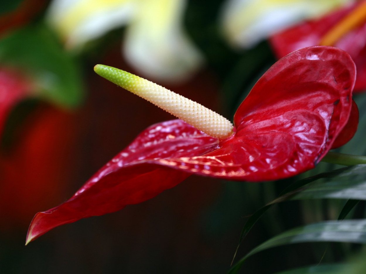 Антуриум красный