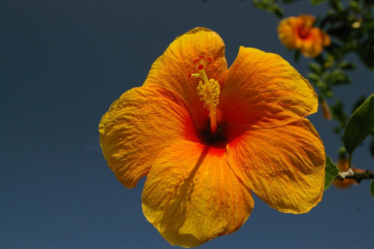 Гибискус с цветком на пестике