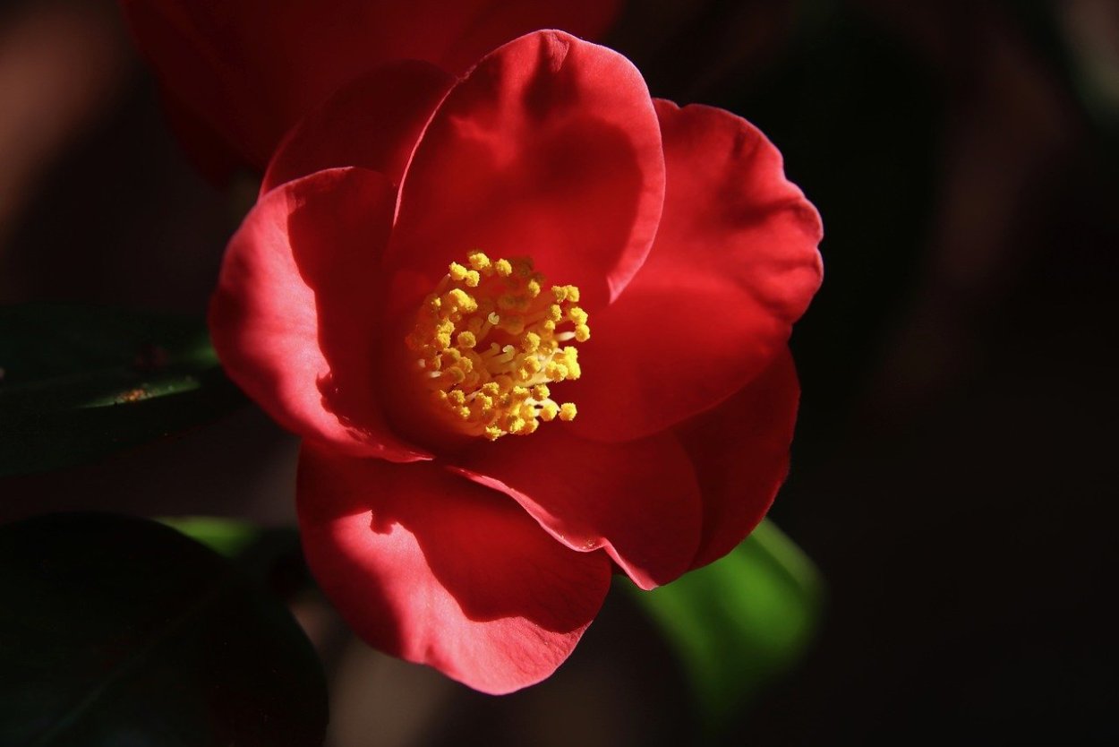 Черная Камелия цветок