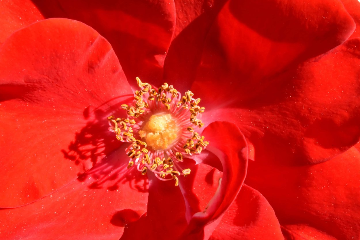 Светло красные цветы