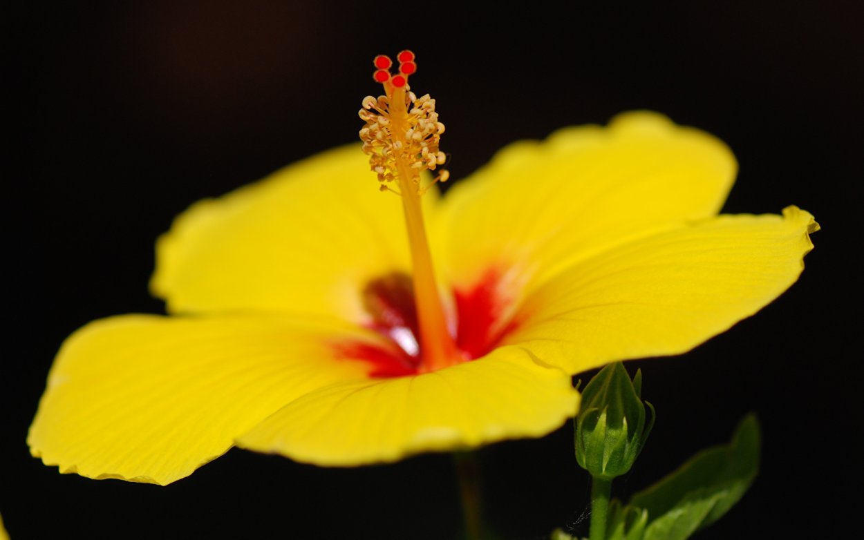 Желтые цветы на темном фоне