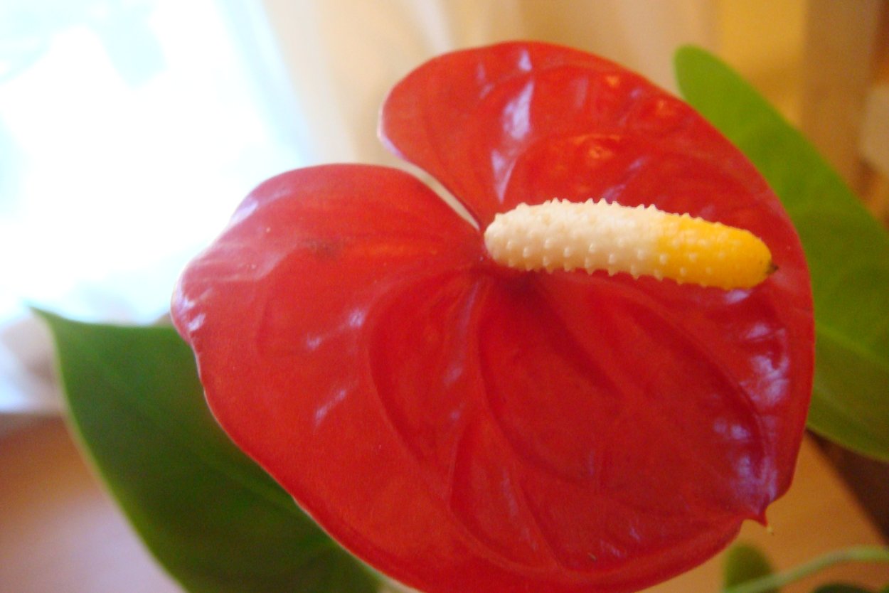 Антуриум пестик