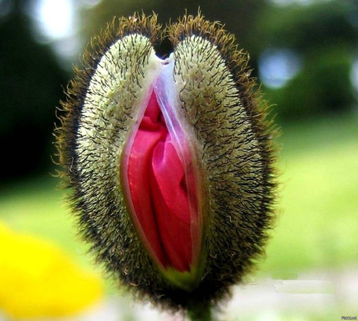 Смешные цветы