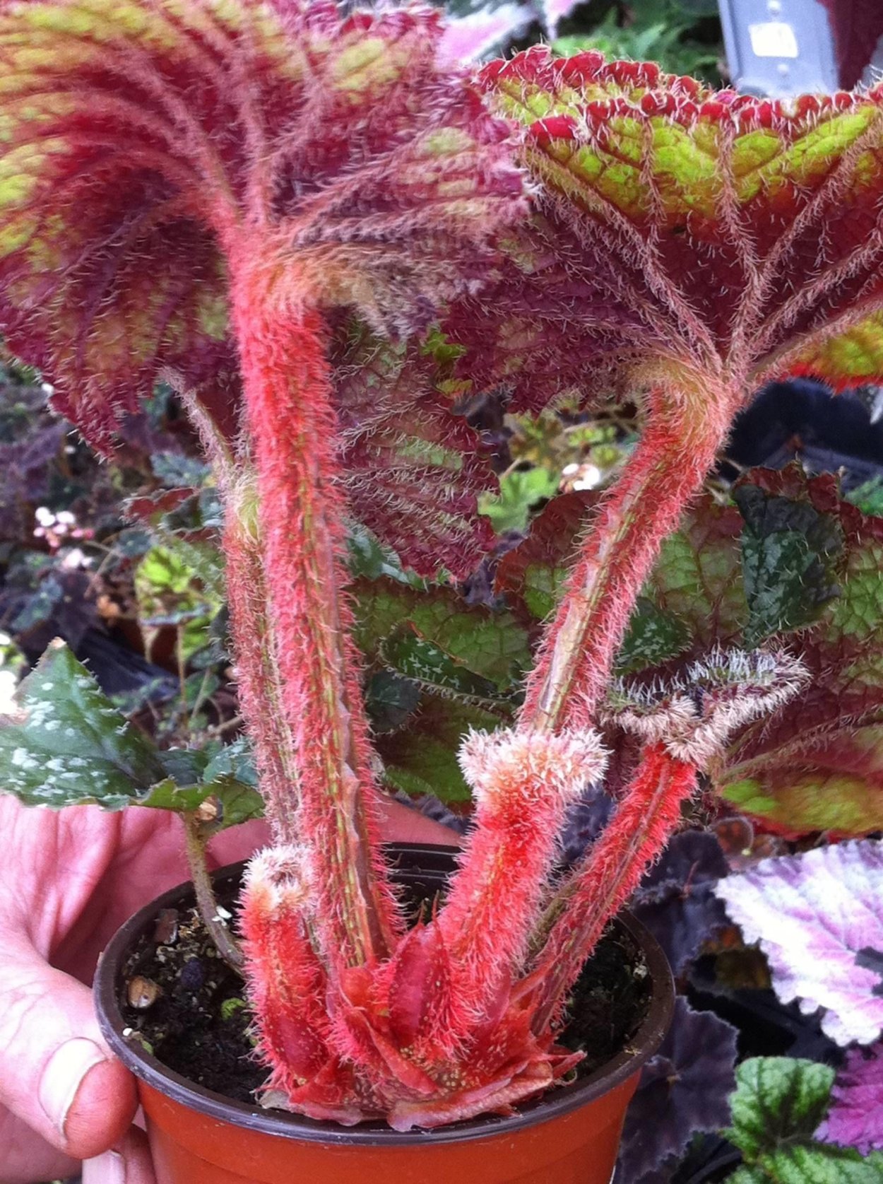 Бегония медвежья лапа