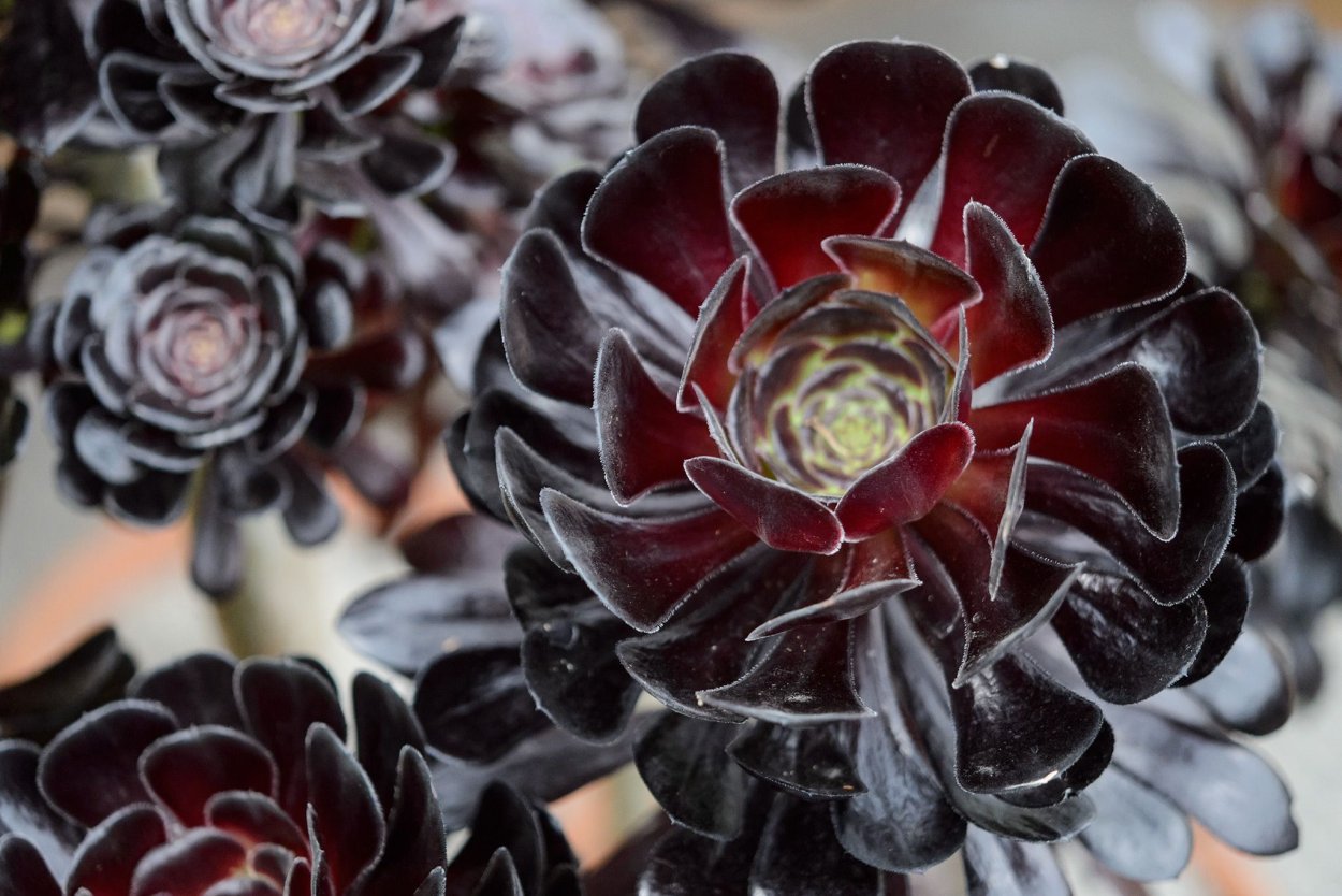 Эониум шварцкопф