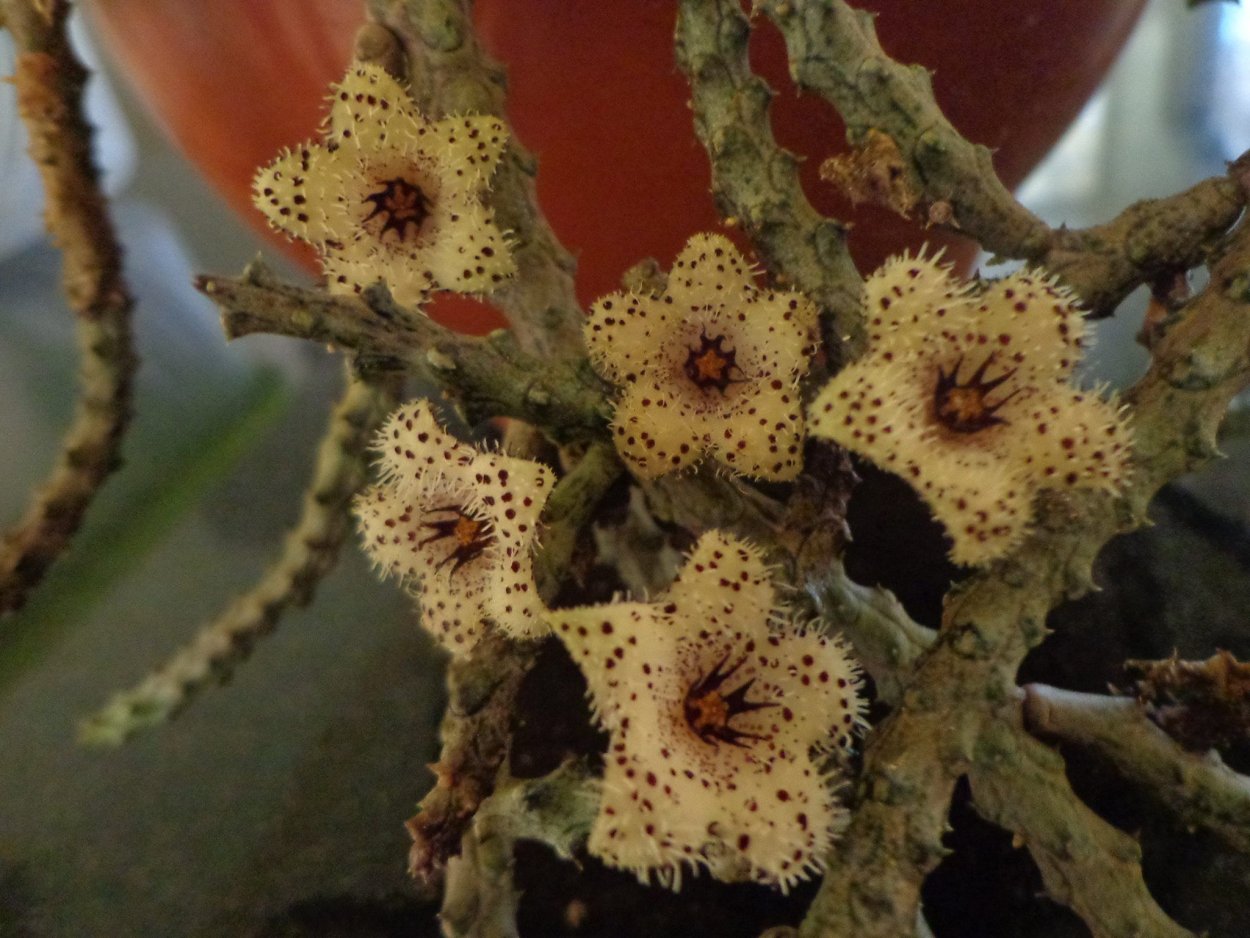 Стапелия мадагаскариенсис