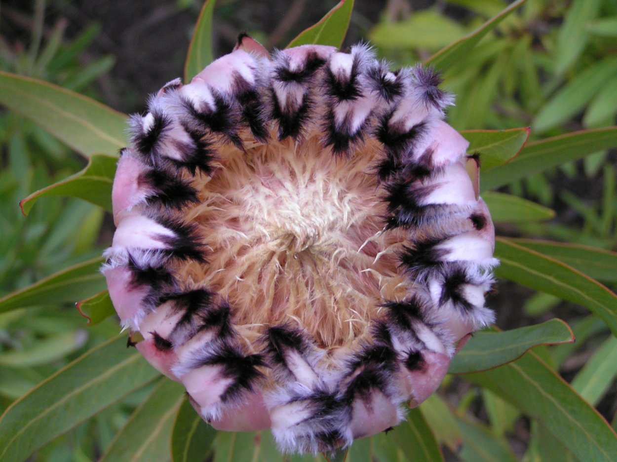 Protea lepidocarpodendron