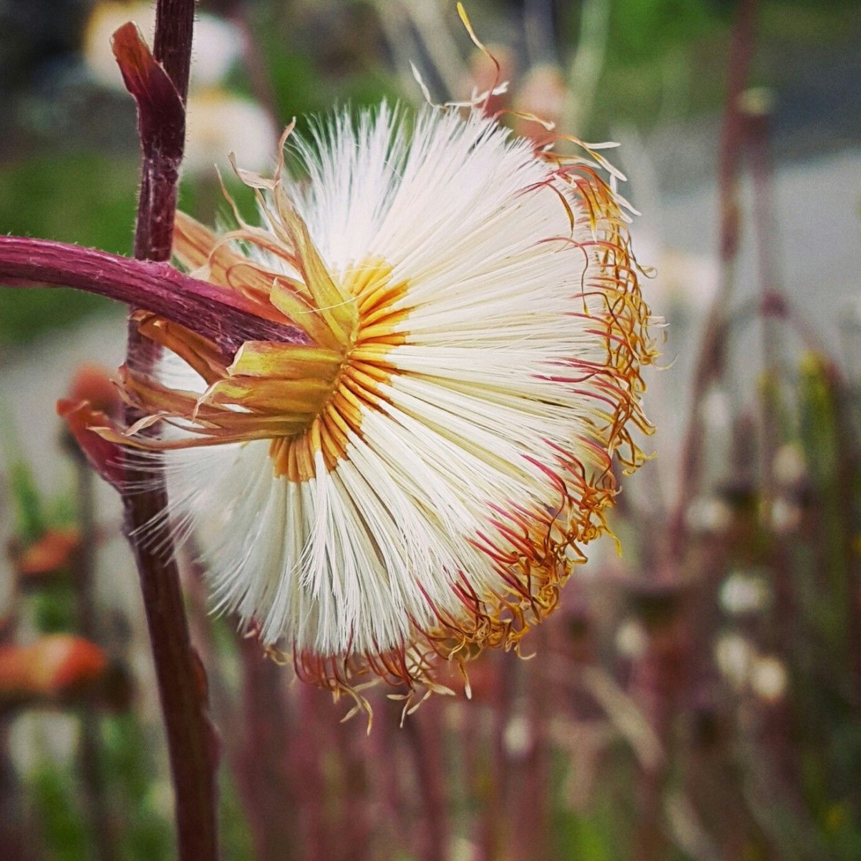 Растение Катерини