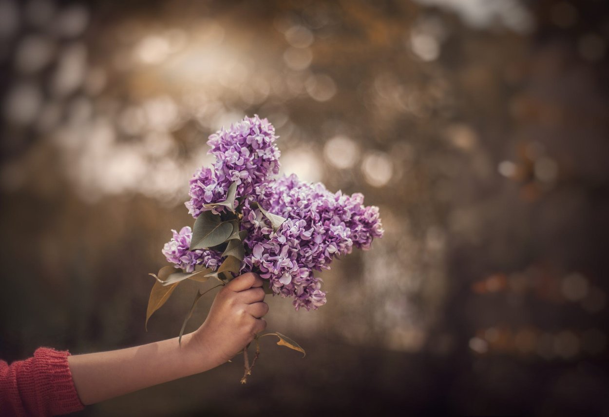 Сирень Кэнди Роуз