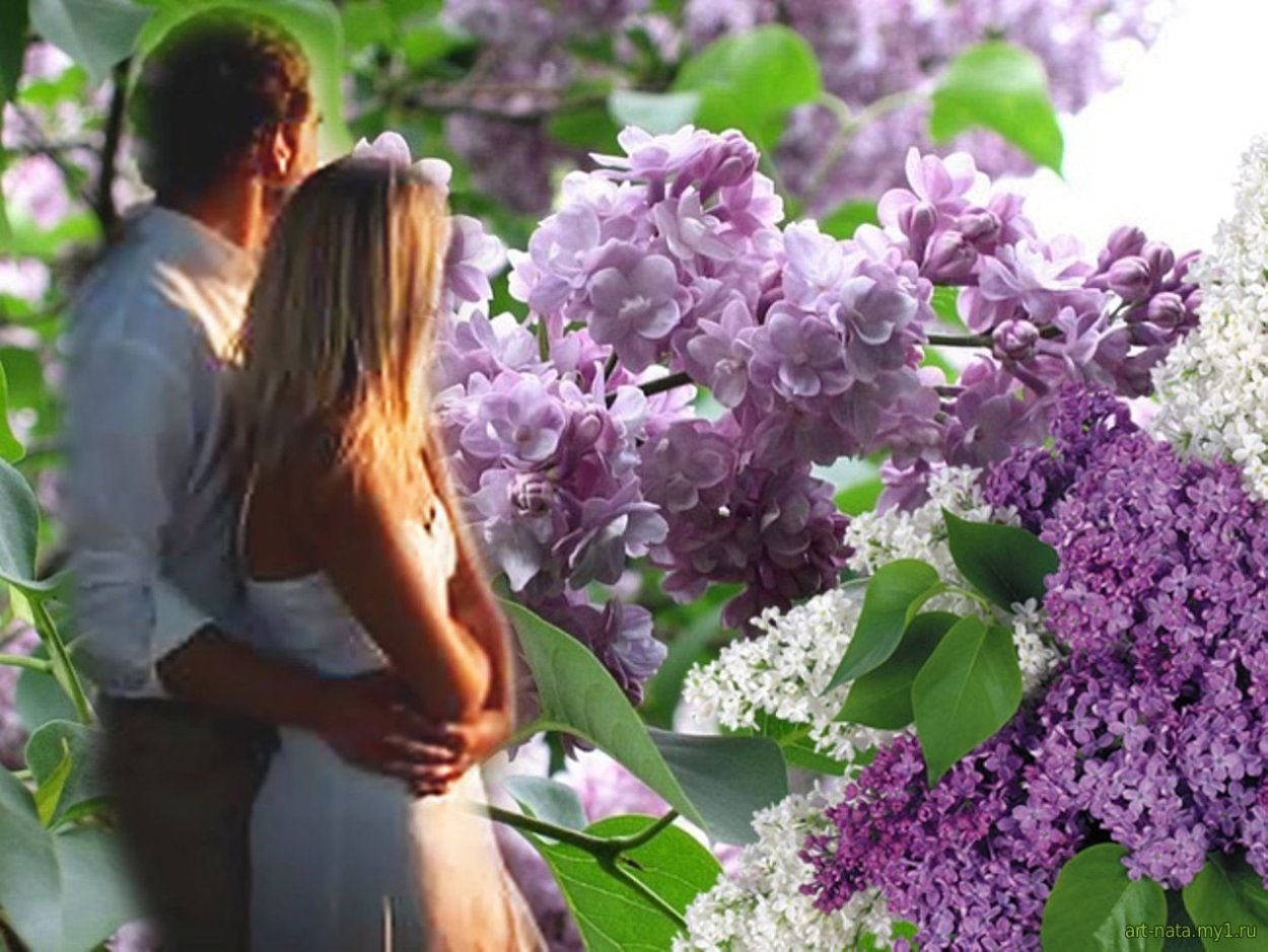 Под черёмухой цветущей