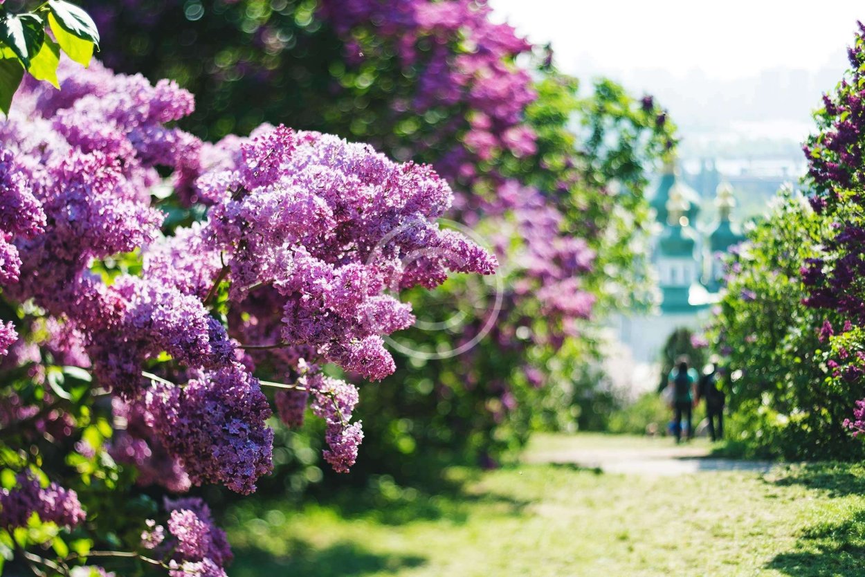 Девушка с цветущим деревом