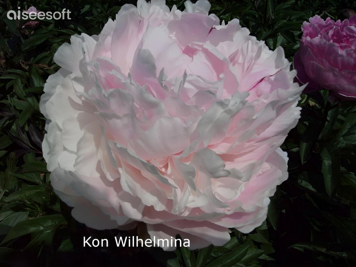 Пион Конингин Вильгельмина