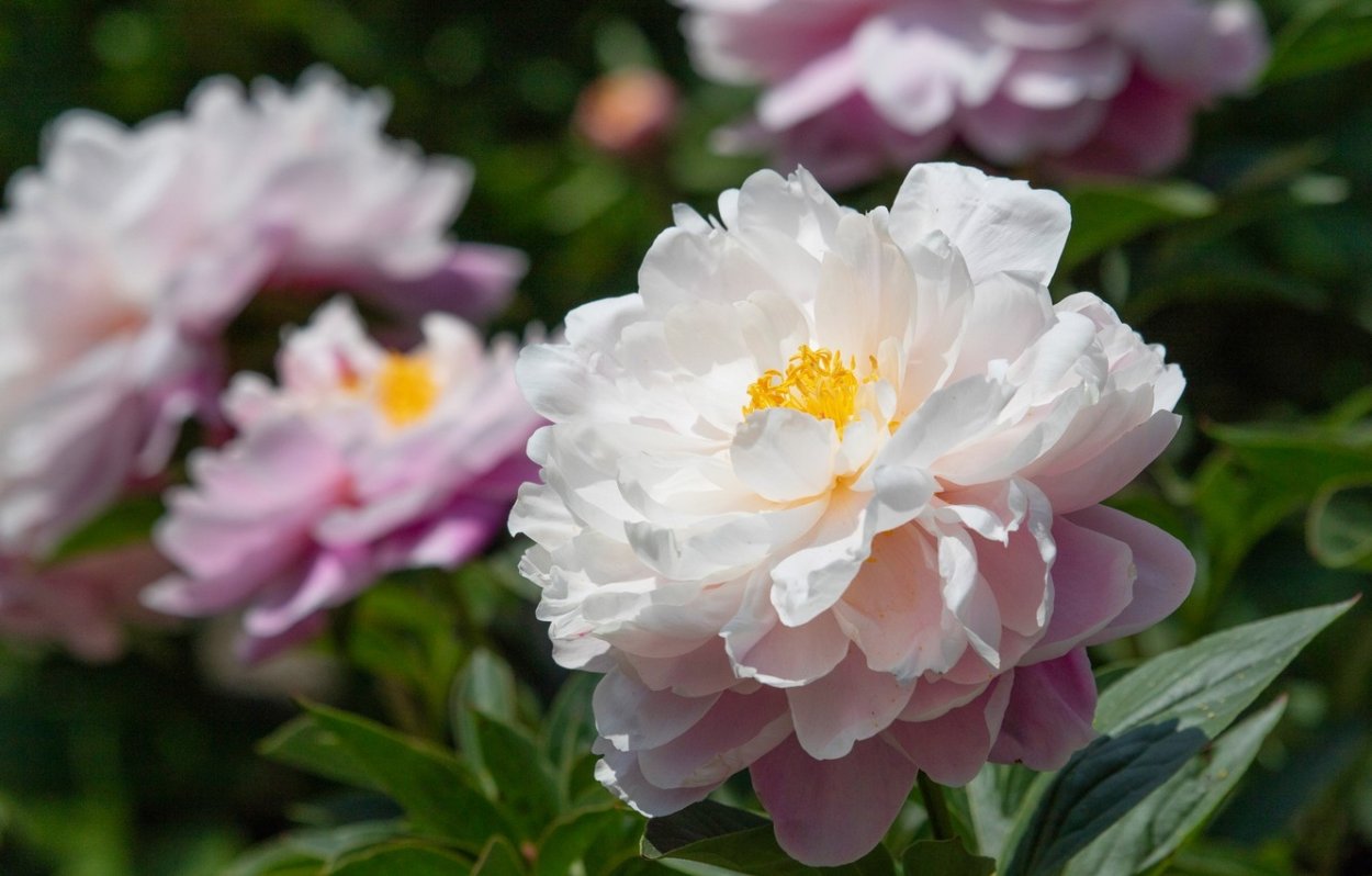 Пион горный на белом фоне