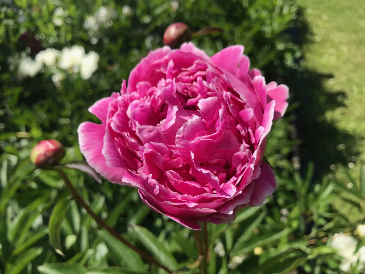 Пион Кенигин Вильгельмина