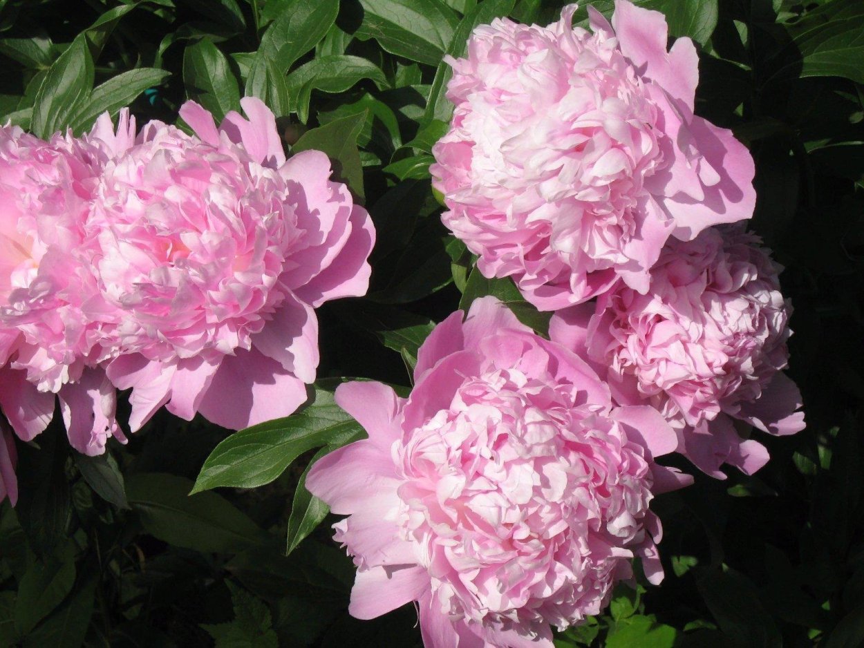 Пион Конингин Вильгельмина