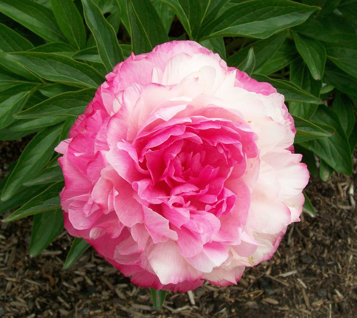 Пион Глоуинг Распберри Роуз