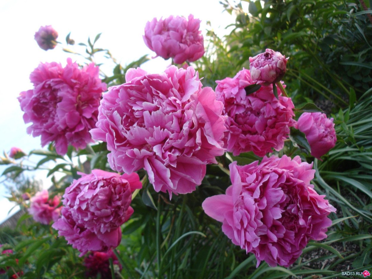 Пион Конингин Вильгельмина Koningin