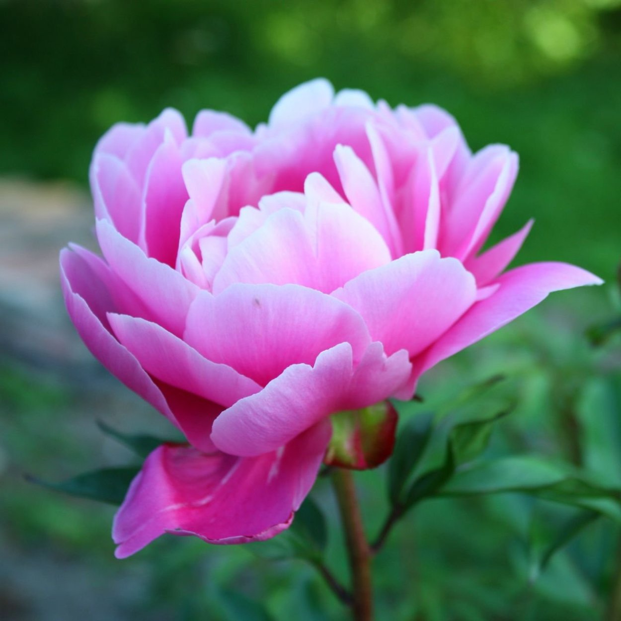 Пион (ботан.)