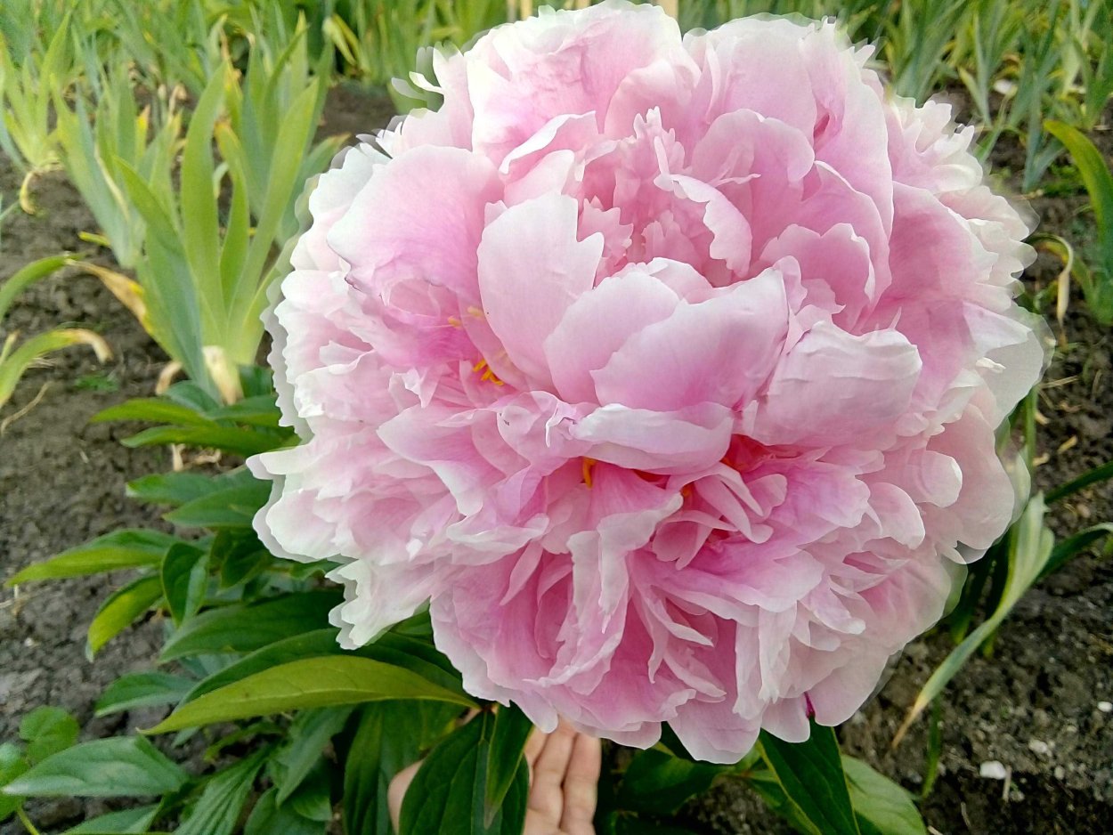 Пион Сара Бернар