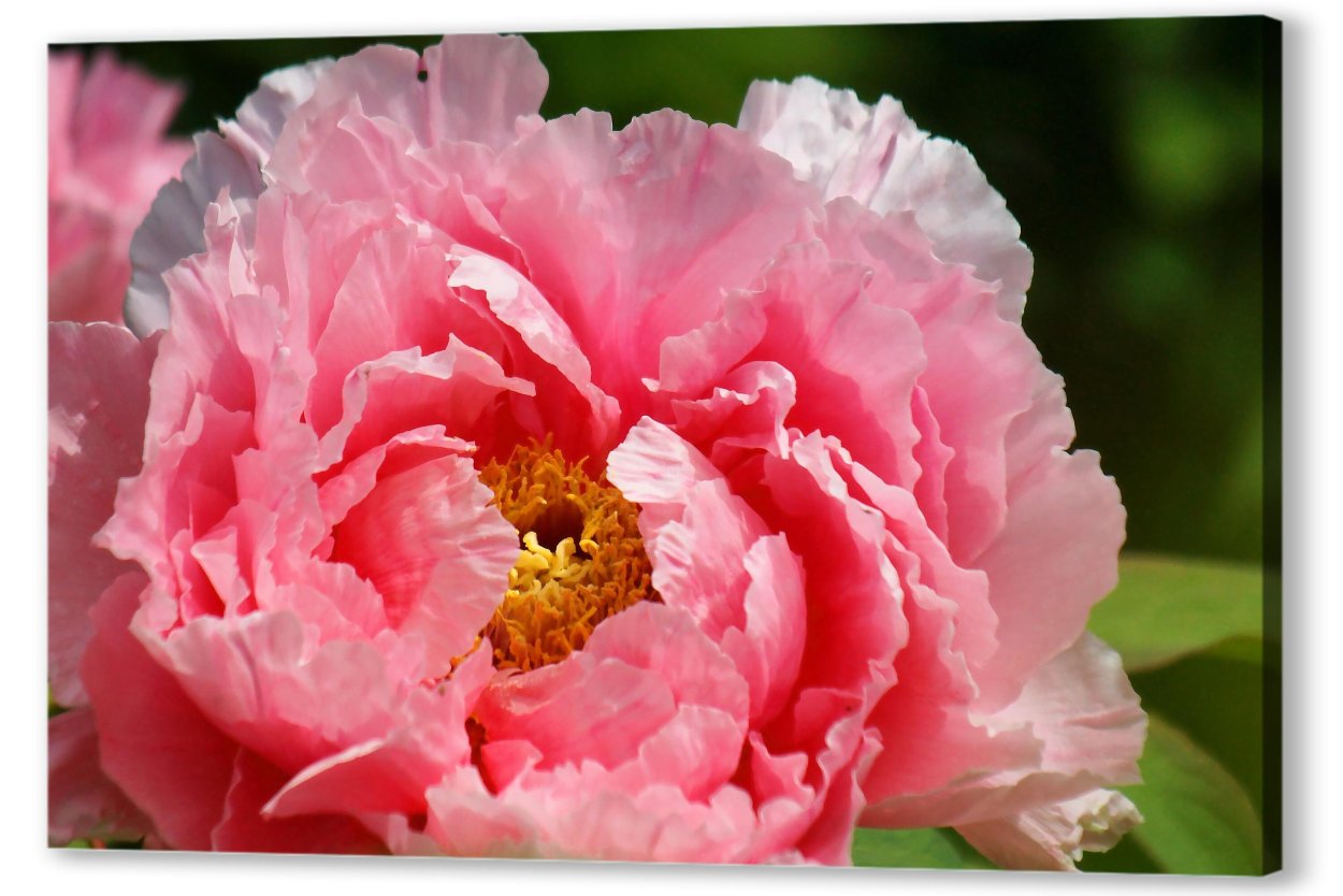 Пион Эльза Брабант