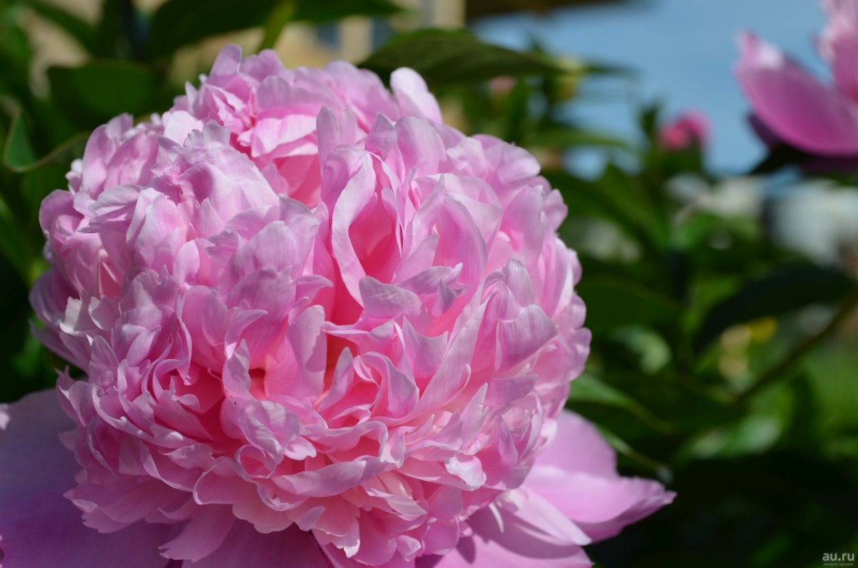 Пион молочноцветковый месье Жюль Эли