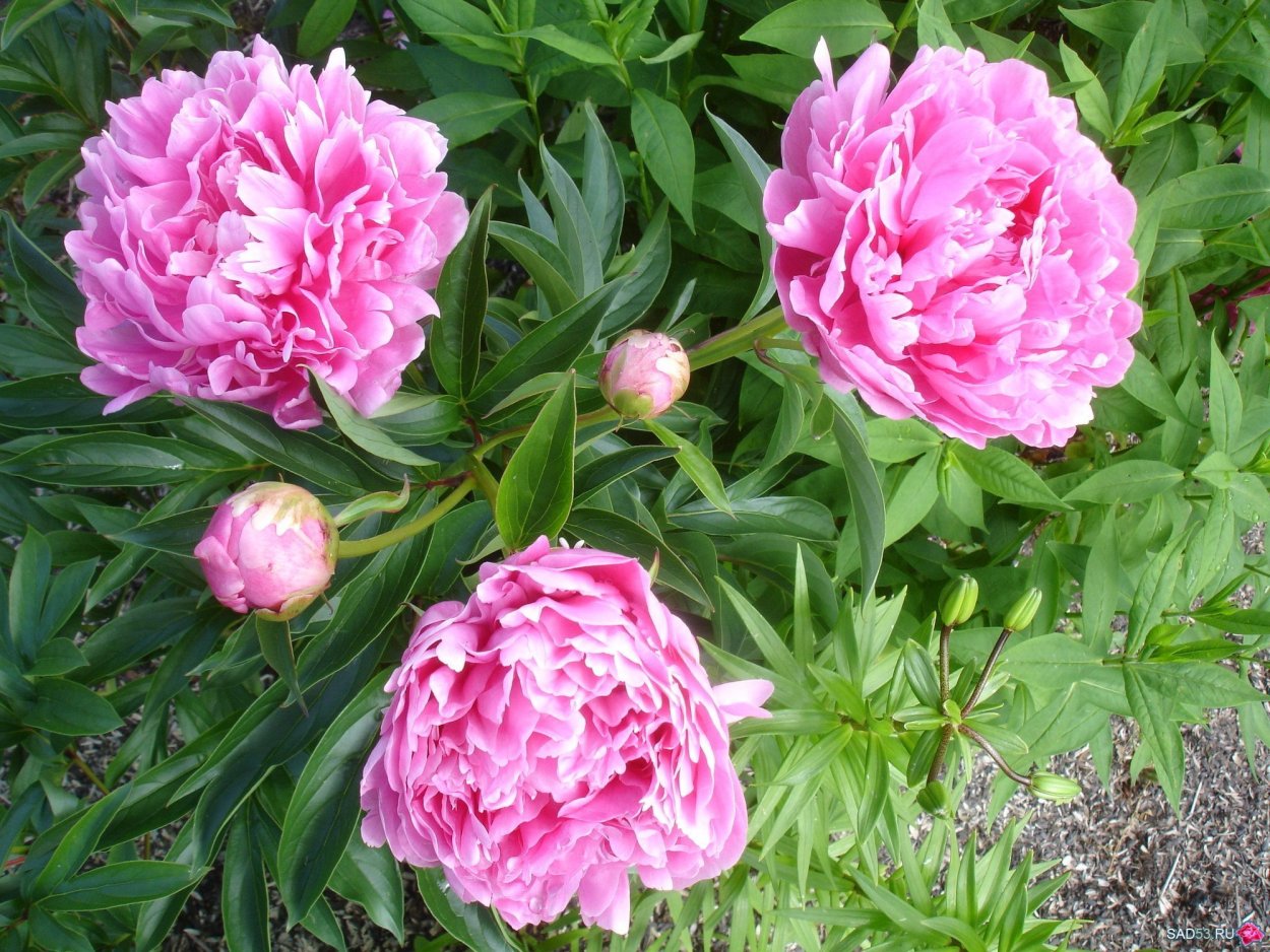 Пион Конингин Вильгельмина Koningin Wilhelmina