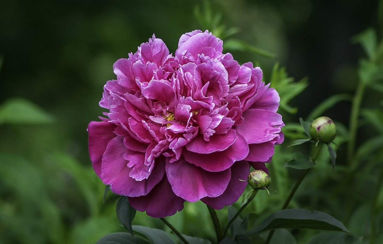 Пион Конингин Вильгельмина