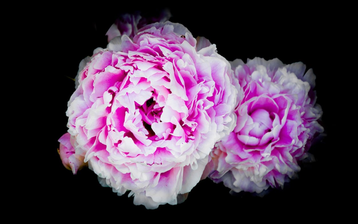 Пионы пушистые