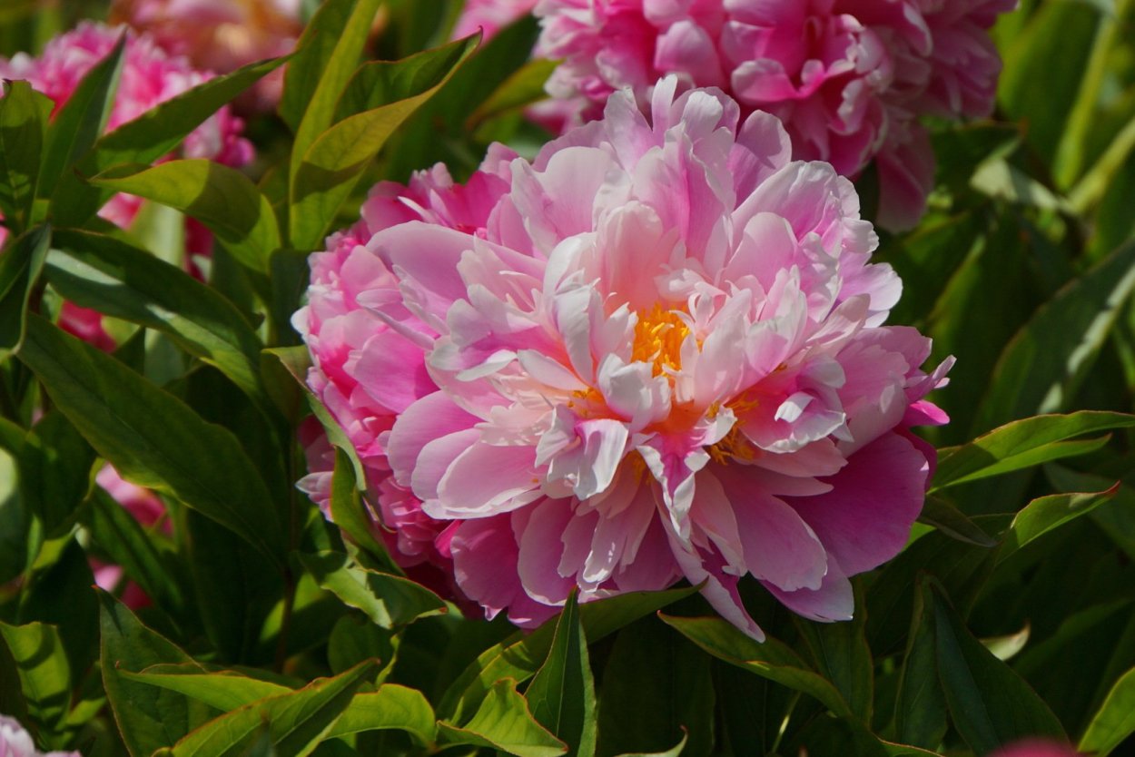 Пион Вестхилл