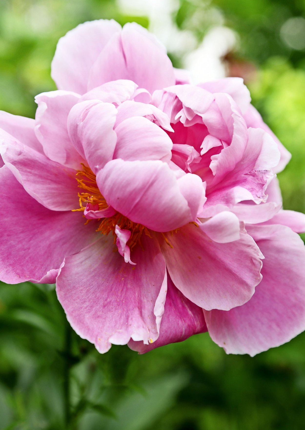 Пион Конингин Вильгельма