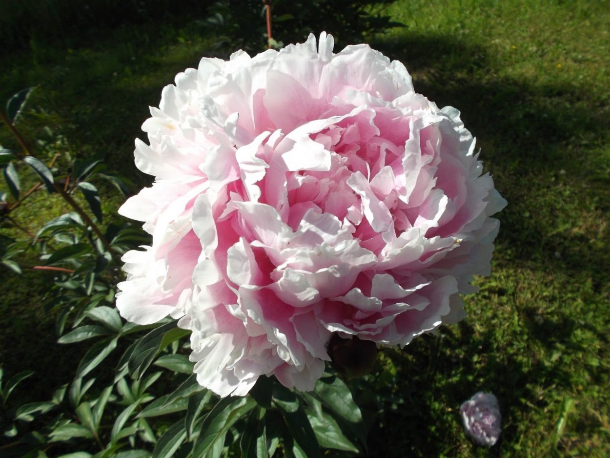 Пион молочноцветковый Koningin Wilhelmina