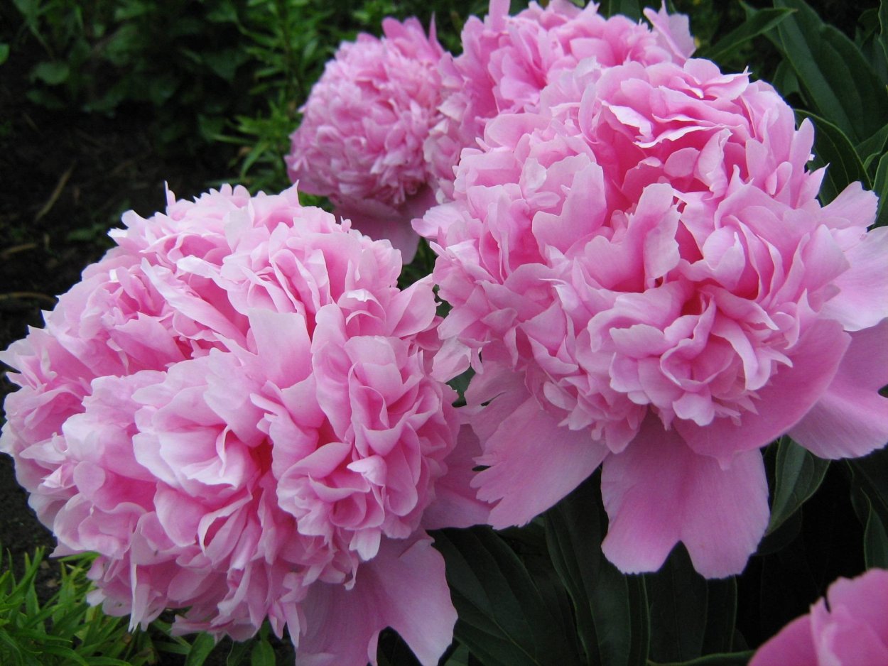 Пион молочноцветковый месье Жюль Эли