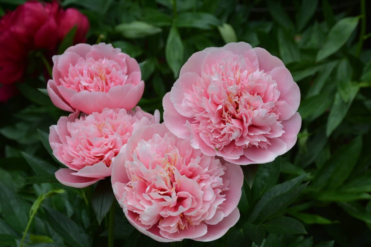 Пион молочноцветковый Этчед Салмон