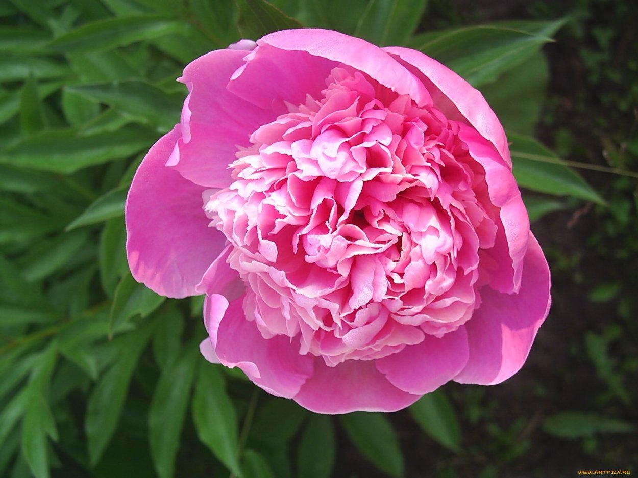 Пион Каталина