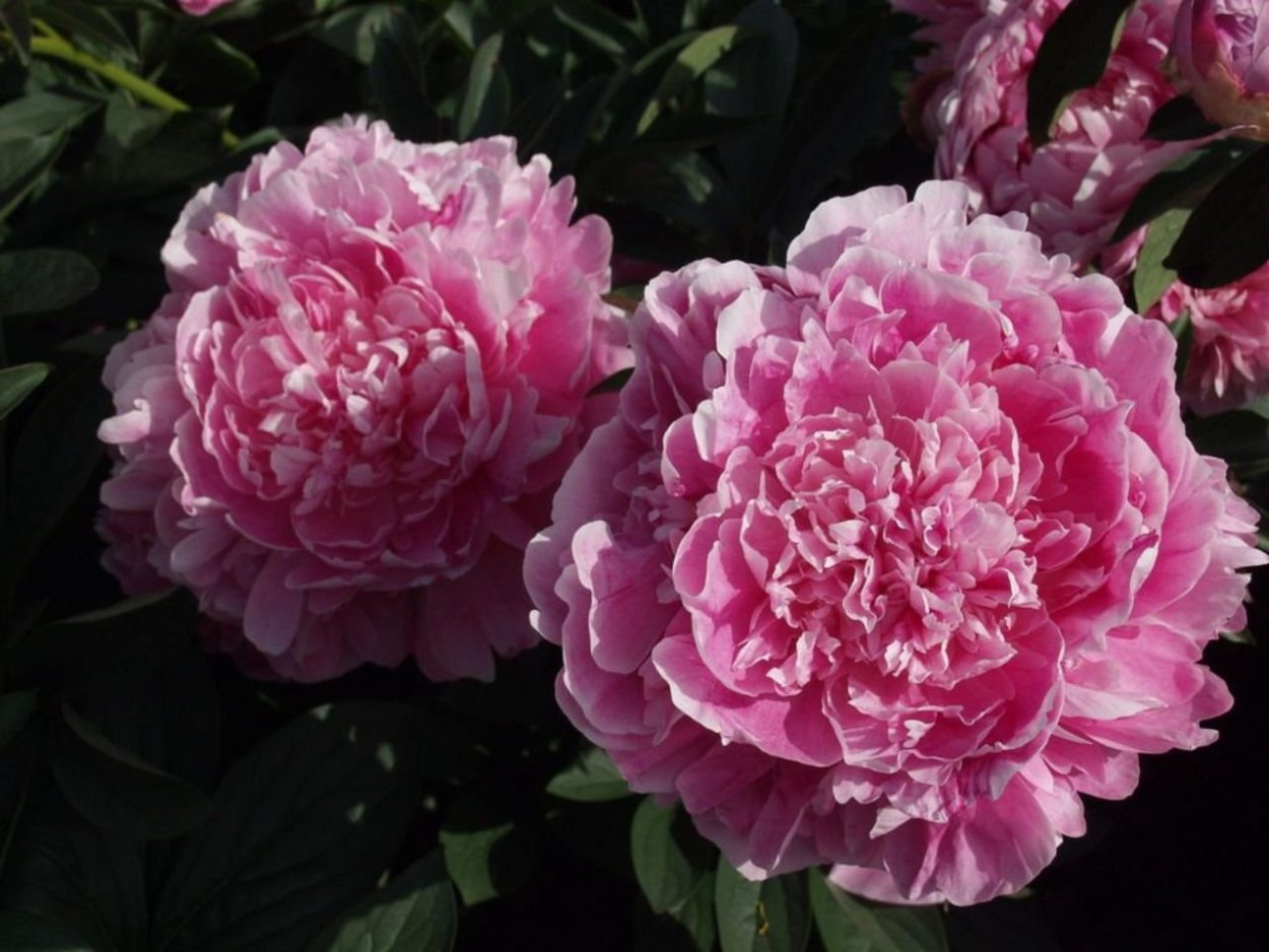 Пион Clemenceau Клемансо