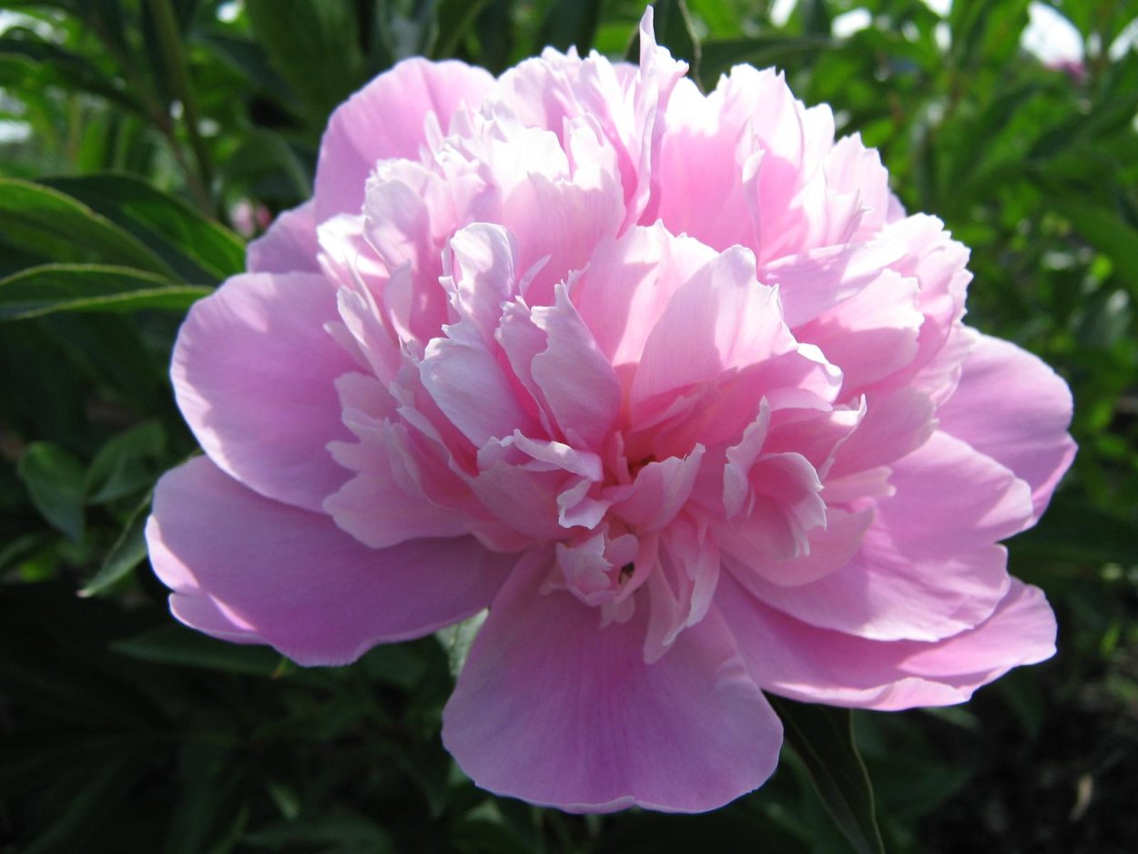 Пион Вильгельмина