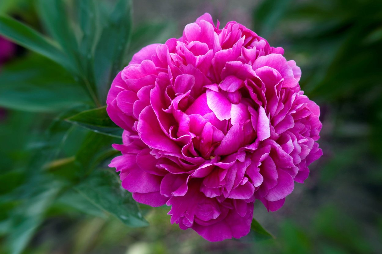 Эдвин Билз пион