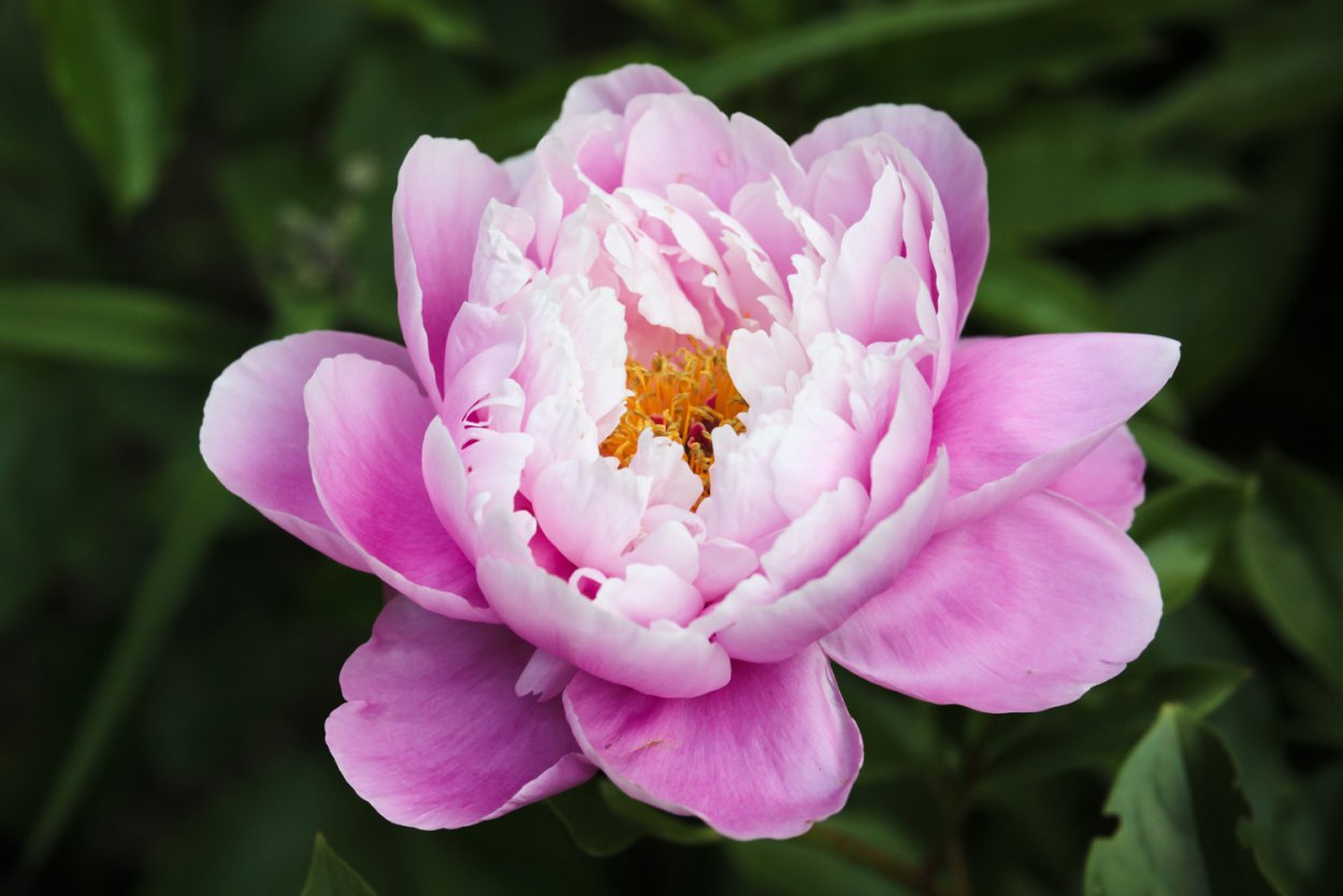 Пион молочноцветковый